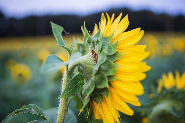sunflowers, fields, cricket, insect, entomology, sunflower field, grasshopper, bloom, blossom, flora, floriculture, horticulture, nature, botany, cricket, cricket, cricket, cricket, cricket